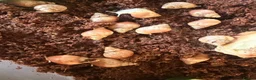 Snails invertebrates for sale: African land snails - Advert 4