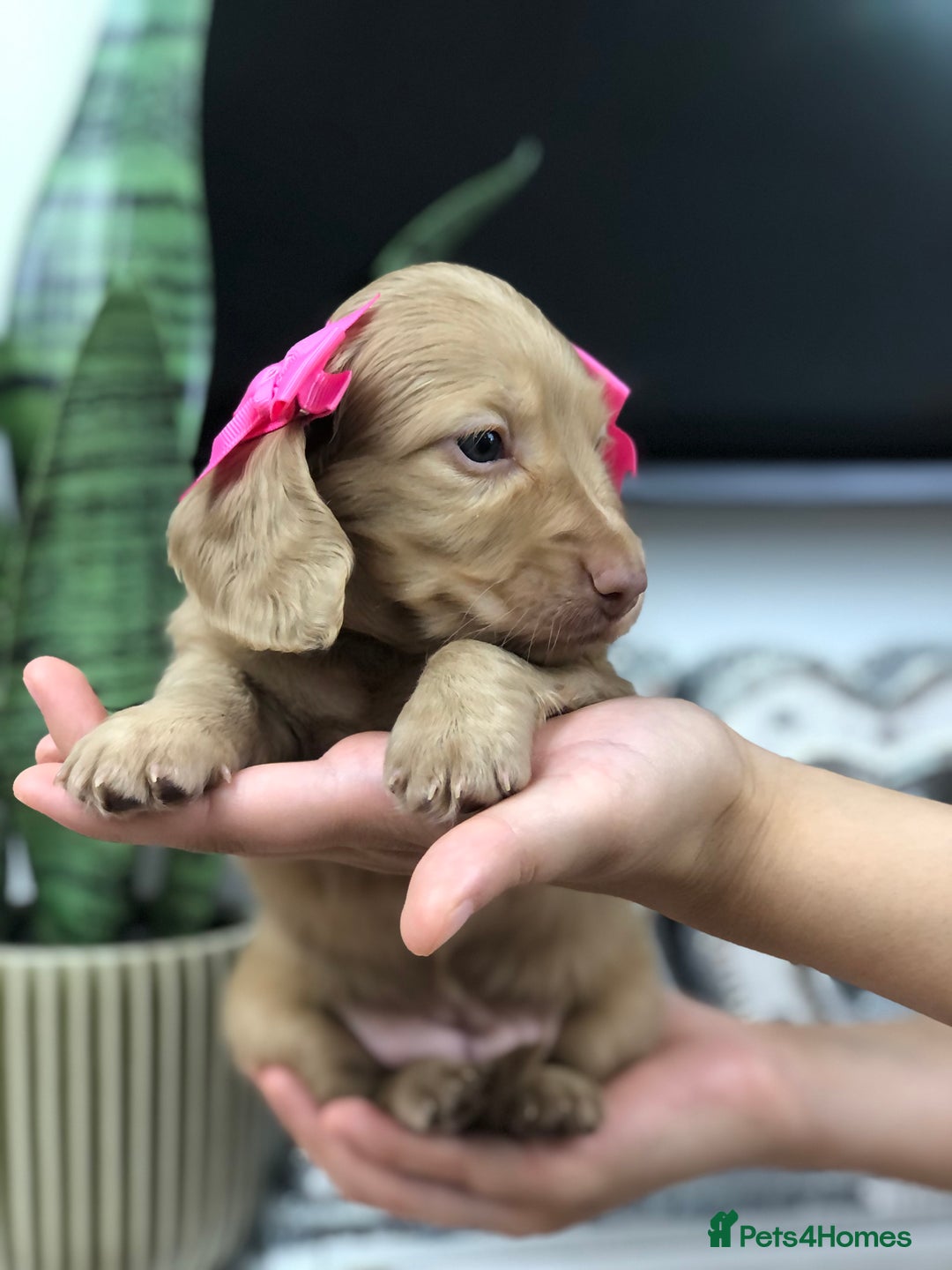 Miniature Dachshund dogs for sale: 𝕃𝕠𝕟𝕘 𝕙𝕒𝕚𝕣𝕖𝕕 𝕔𝕣𝕖𝕒𝕞 𝕡𝕦𝕡𝕡𝕚𝕖𝕤 🧸 - Image 12