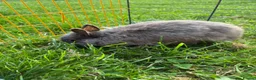 Netherland Dwarf rabbits for sale: Beautiful boys. Great with kids and adults  - Advert 5