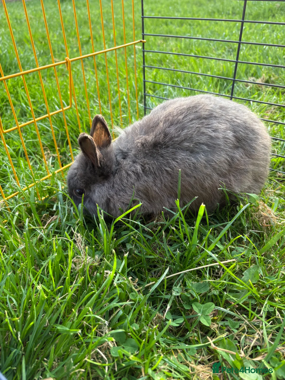 Netherland Dwarf rabbits for sale: Beautiful boys. Great with kids and adults  - Advert 5