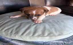 Jack Russell dogs for sale: Rare colouring Jack Russell’s 4 Male - Advert 2