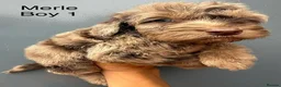 Cockapoo dogs for sale:      F1 Cockapoo Puppies  | Health Tested  - Advert 38