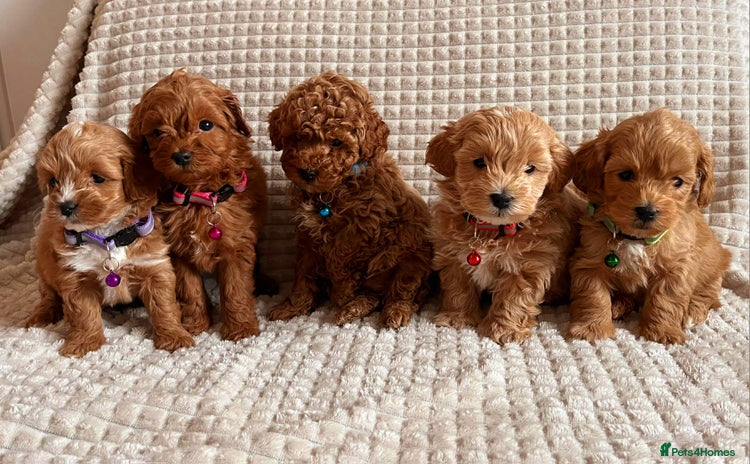 Maltipoo dogs - Advert 2