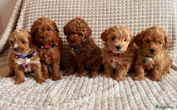Maltipoo dogs - Advert 6
