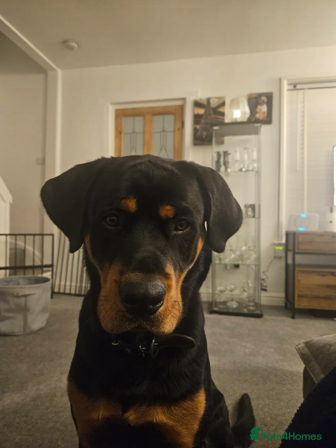 Rottweiler dogs for sale: Regrettable Sale in Bury Saint Edmunds - Advert 1