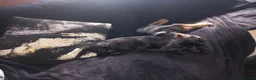 Mixed Breed dogs for sale: 2 female puppies for sale. - Advert 9
