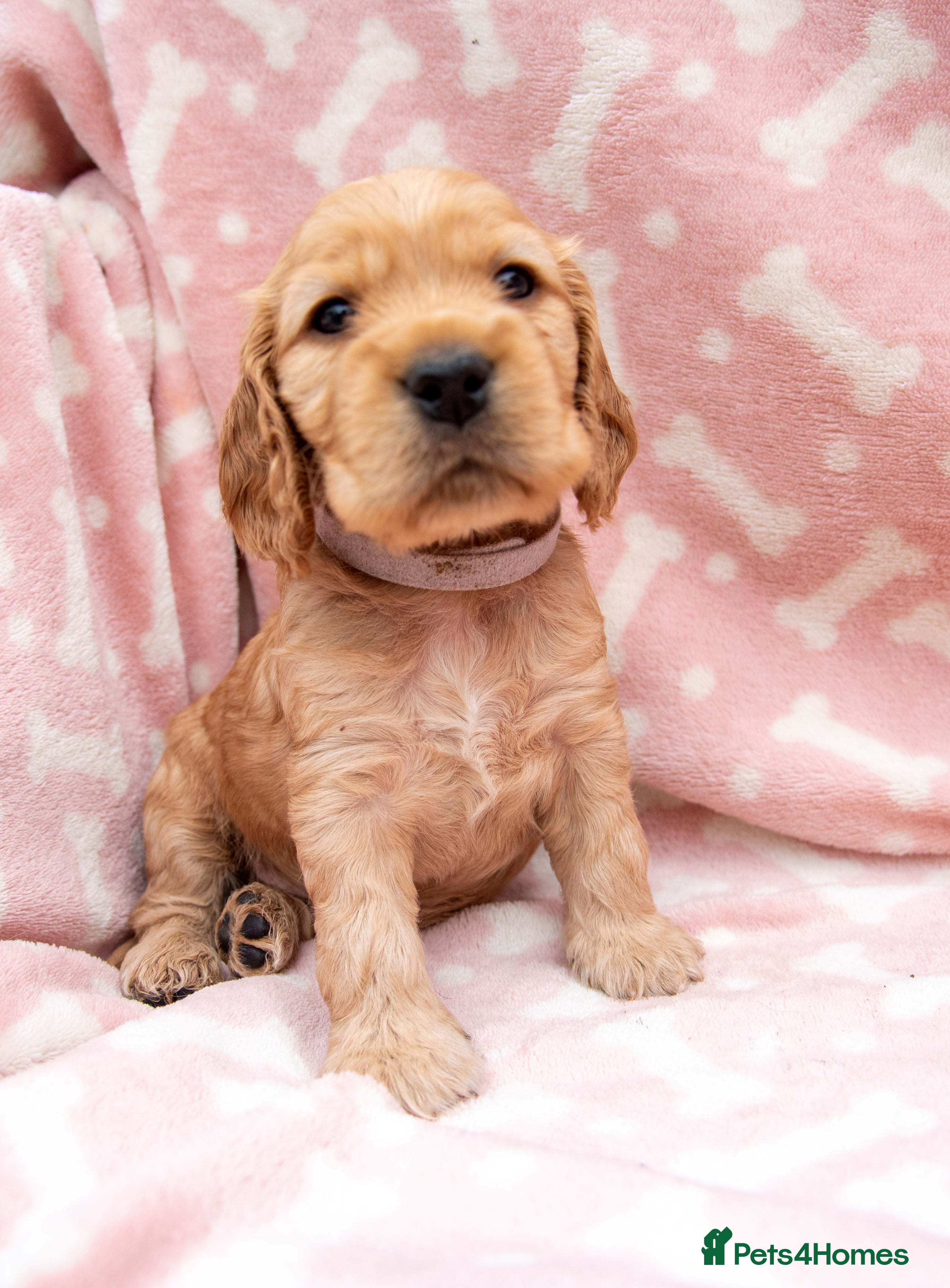 Cocker Spaniel dogs BEST LINES EASTDRAY X SIMBAWOOD STUNNING SHOW PUPS - Advert 1