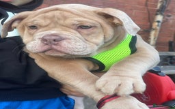 Olde English Bulldogge dogs for sale: Olde English bulldog  - Image 4