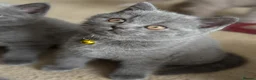 British Shorthair cats for sale: GCCF British Shorthair kittens - Blue and lilac! - Advert 14