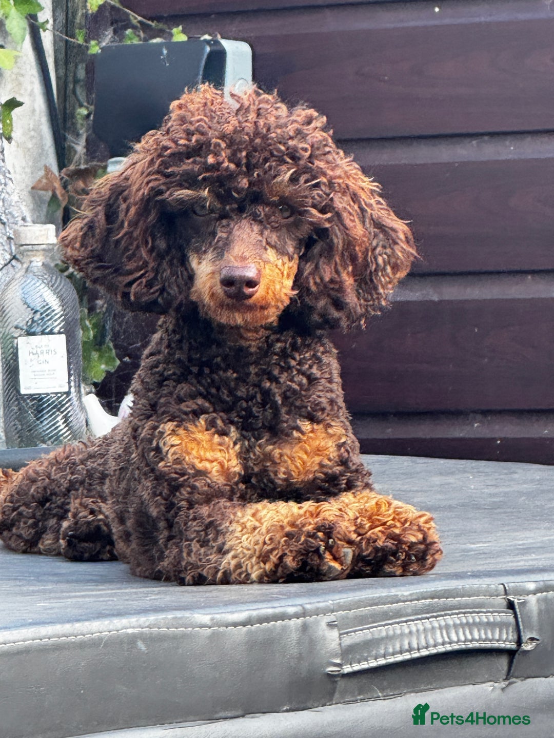 Miniature Poodle dogs for sale: KC Miniature Poodles- Bred for your family…   - Advert 2