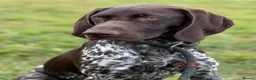 German Shorthaired Pointer dogs for sale: KC registered German shorthairs pointers for sale  - Advert 5
