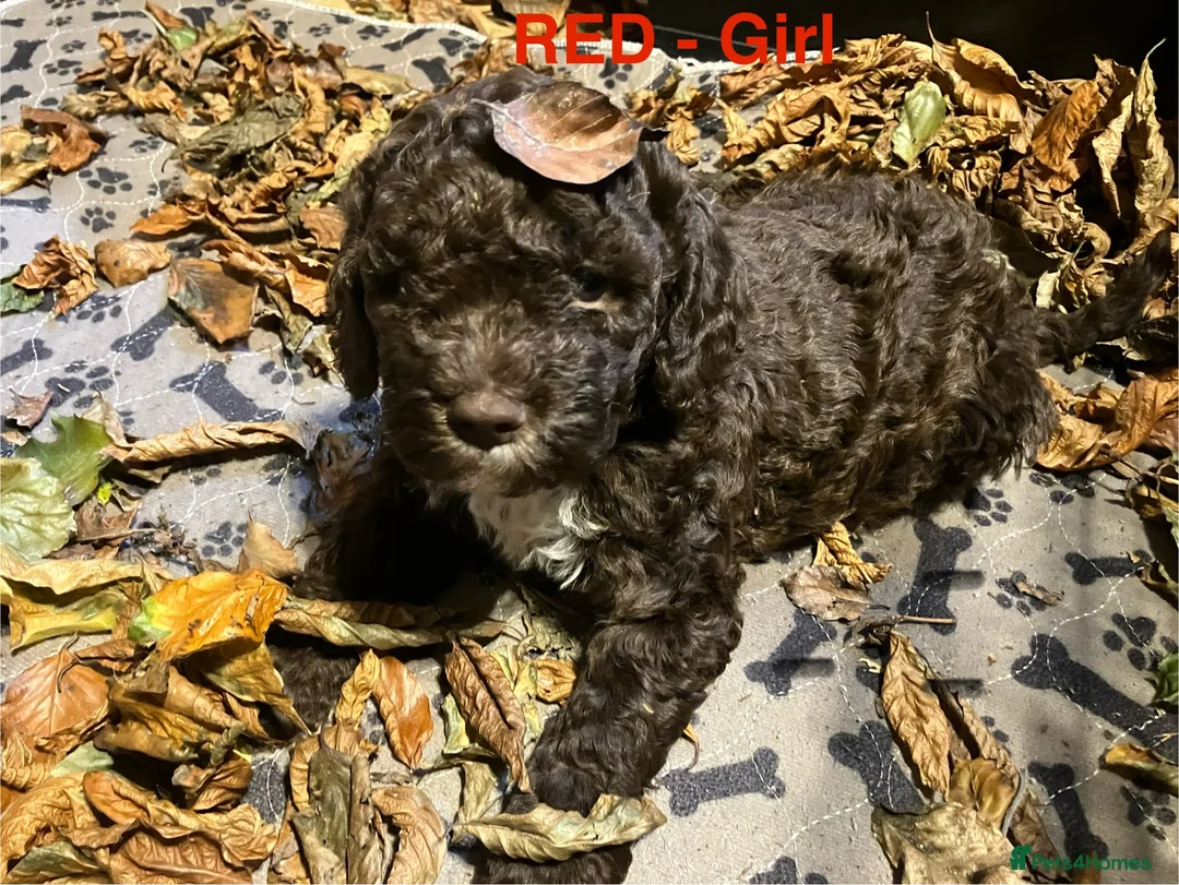 Lagotto Romagnolo dogs for sale: Pedigree Lagotto Romagnolo Puppies - Advert 2