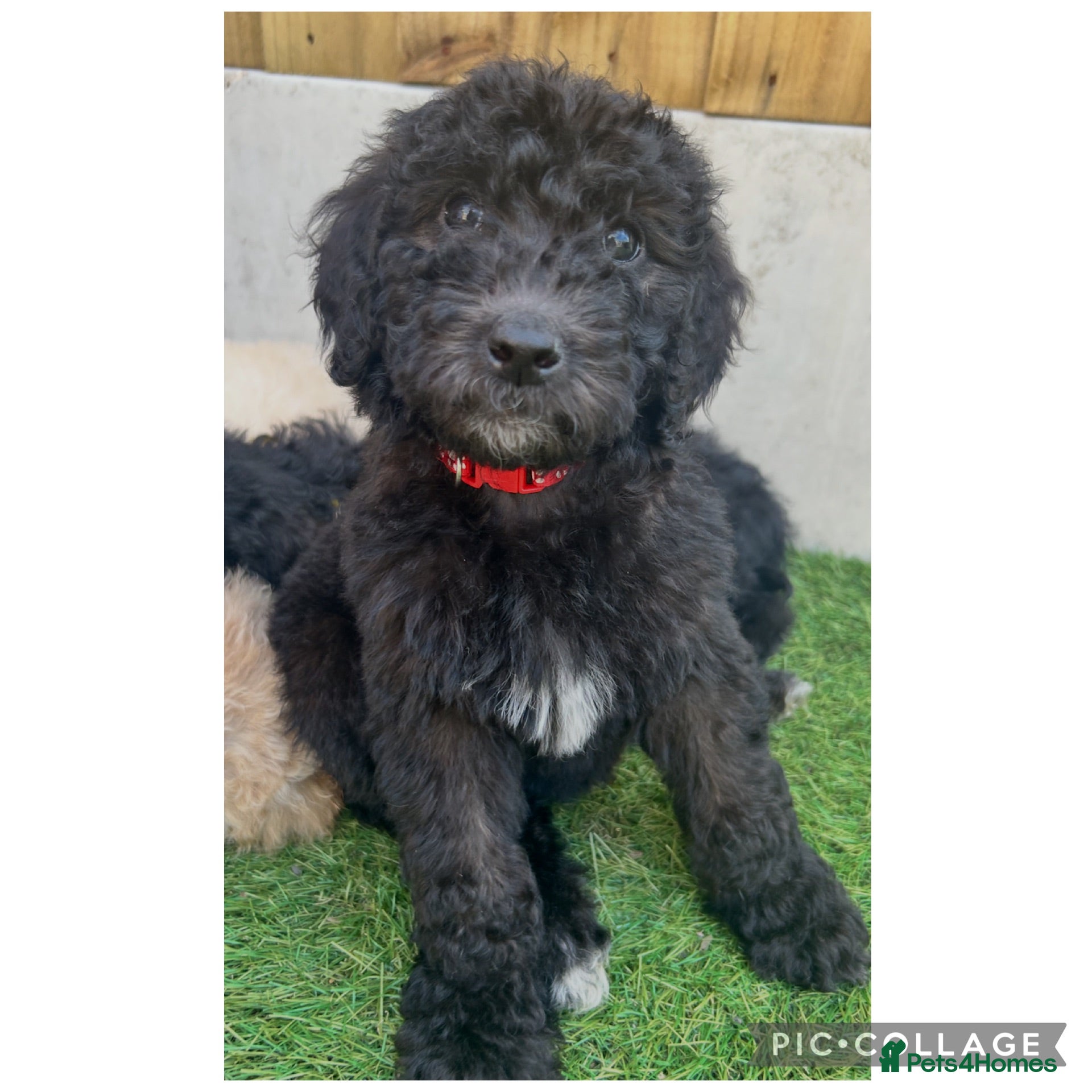 Labradoodle dogs Ready now rare silver f1bb standard labradoodles  - Advert 17