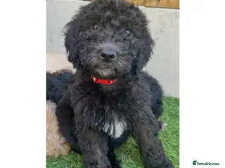 Labradoodle dogs Ready now rare silver f1bb standard labradoodles - Advert 17
