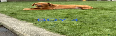 Labrador Retriever 4