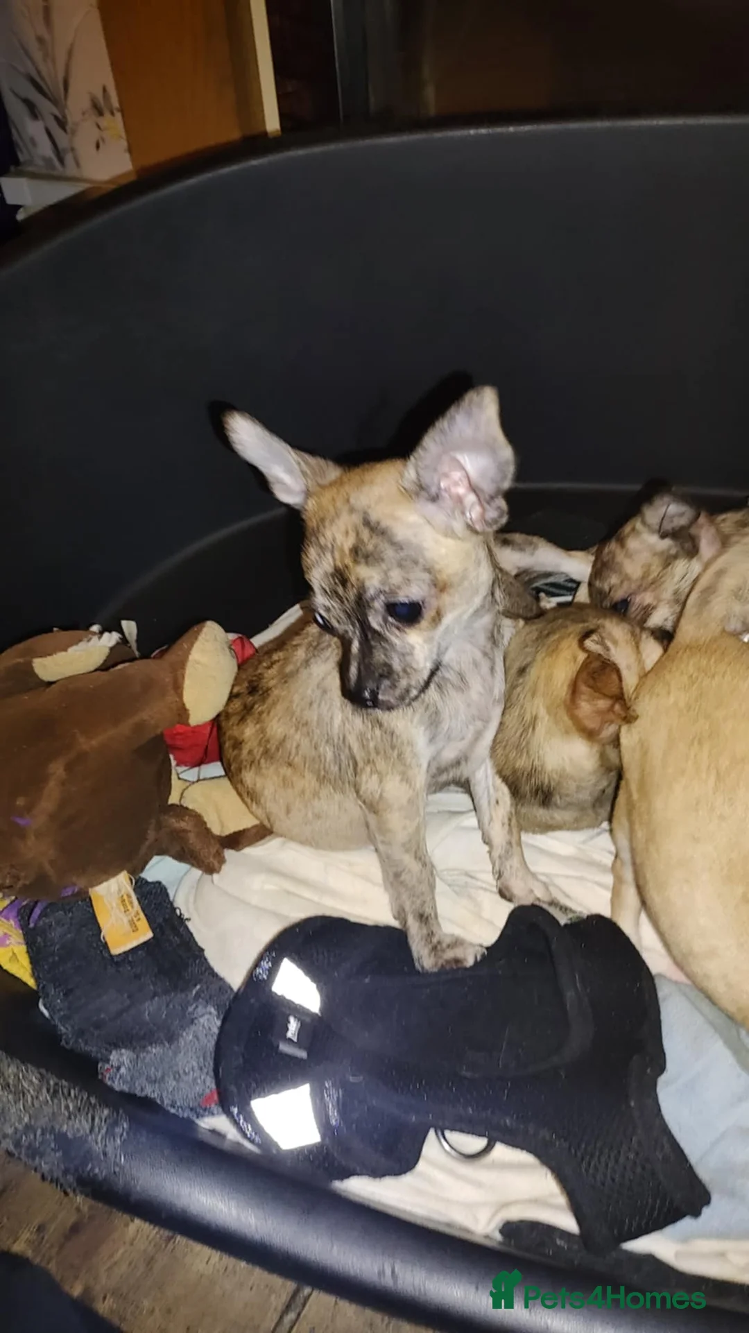 Chihuahua dogs for sale: Beautiful puppies ready for forever homes  - Advert 7