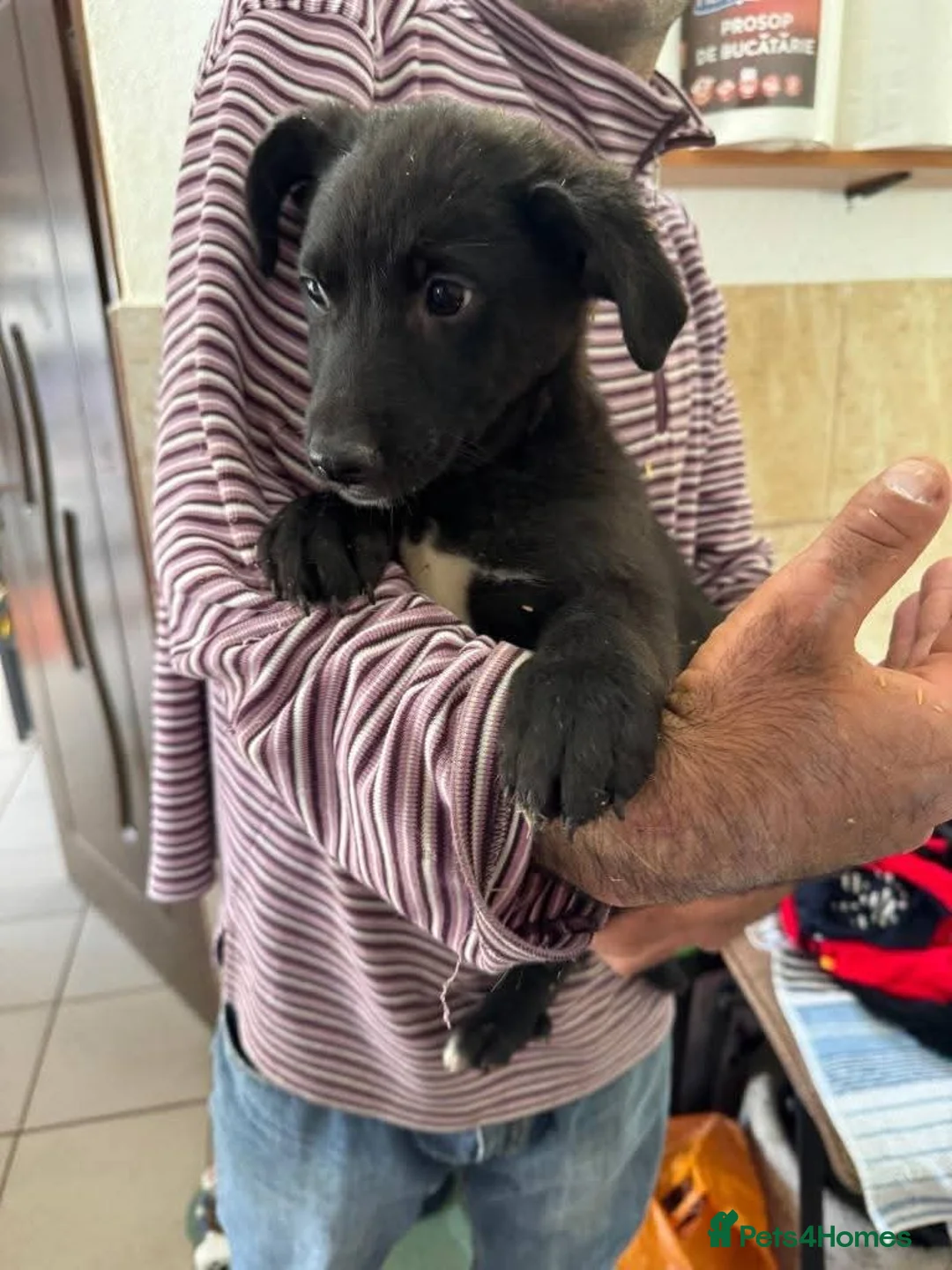 Mixed Breed dogs for adoption: Meet Raegan,  currently residing in Surrey - Advert 6