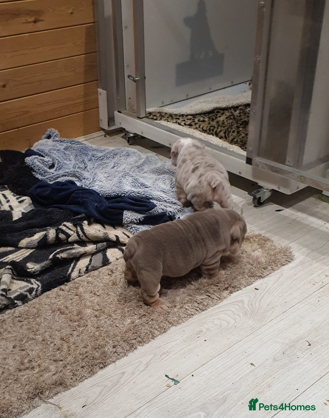 English Bulldog dogs for sale: Stunning English bulldog - Advert 5