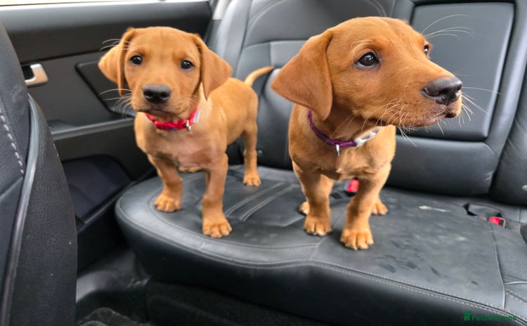 Labrador Retriever dogs - Advert 1