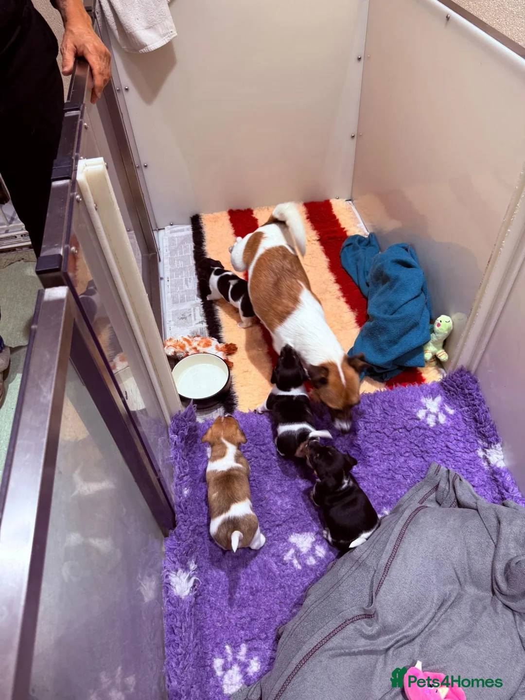 Jack Russell dogs for sale: Minature Jack Russell puppies in Hornchurch - Advert 1