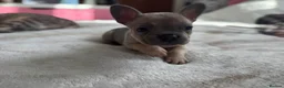 French Bulldog dogs for sale: 3 chunky French bulldog puppies 😍 🐶  - Advert 6