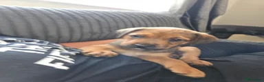Mixed Breed 5