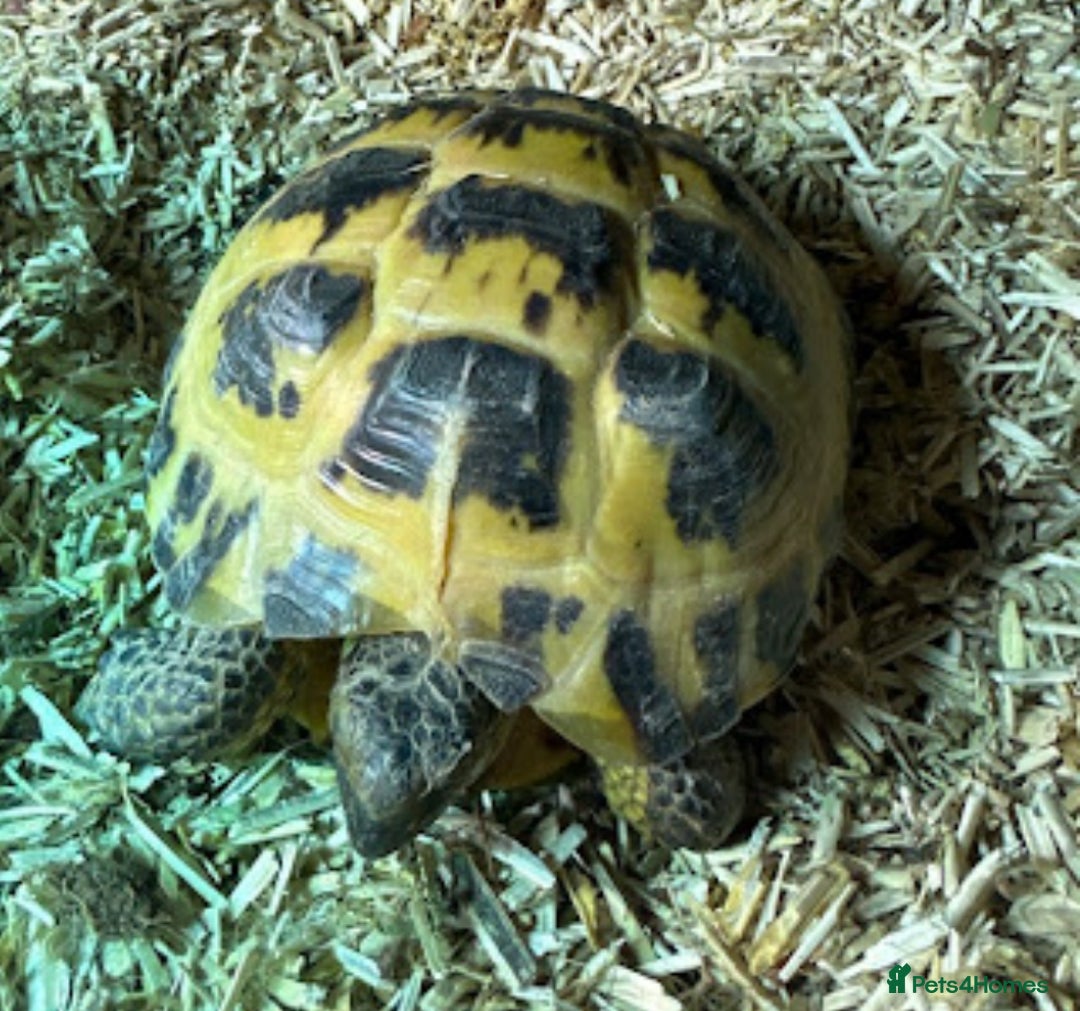 Tortoise reptiles for sale: Female Tortoise  - Image 2