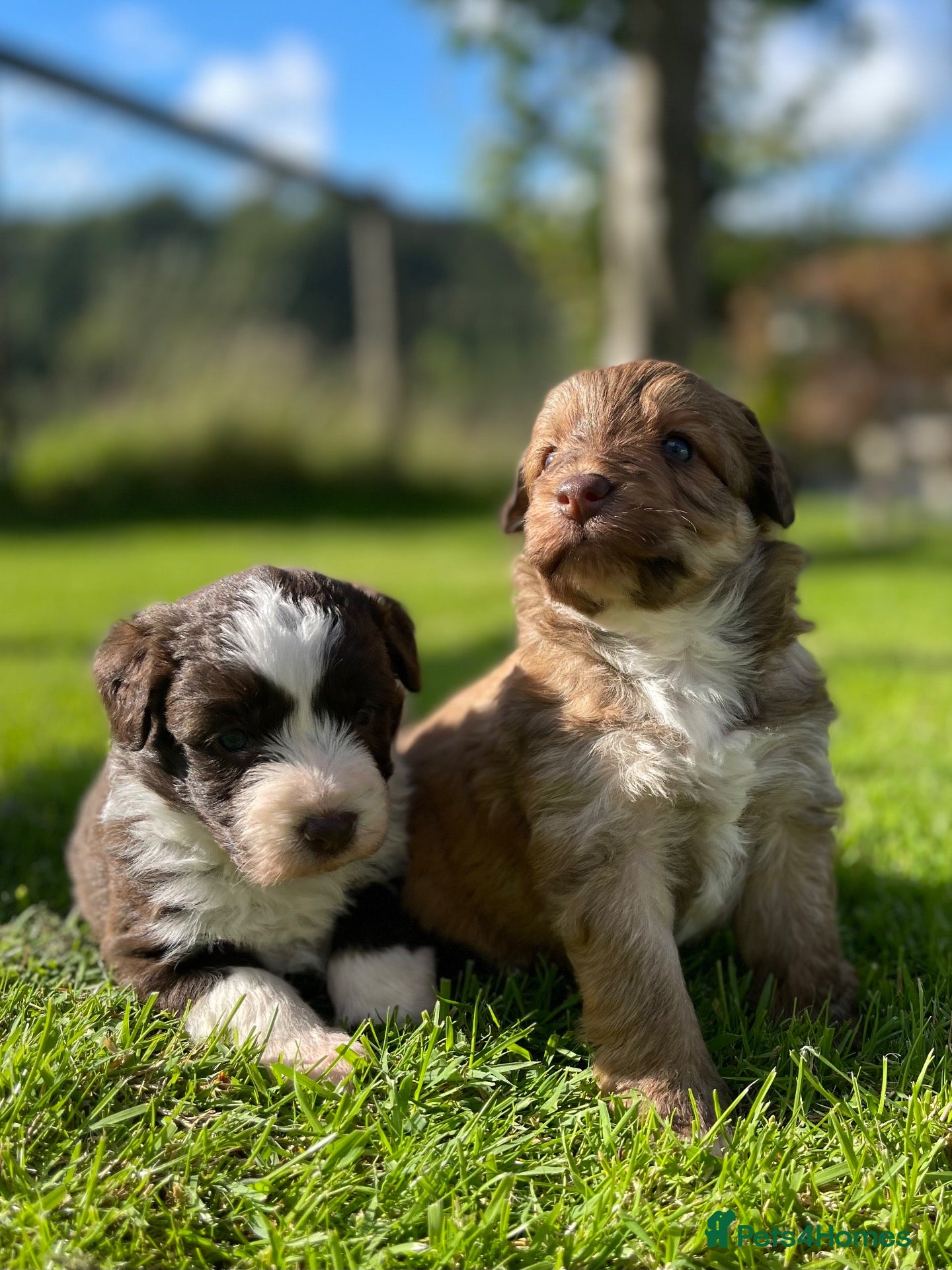 Bordoodle dogs OUTSTANDING *SABLE / TRI* BORDOODLES - Advert 1
