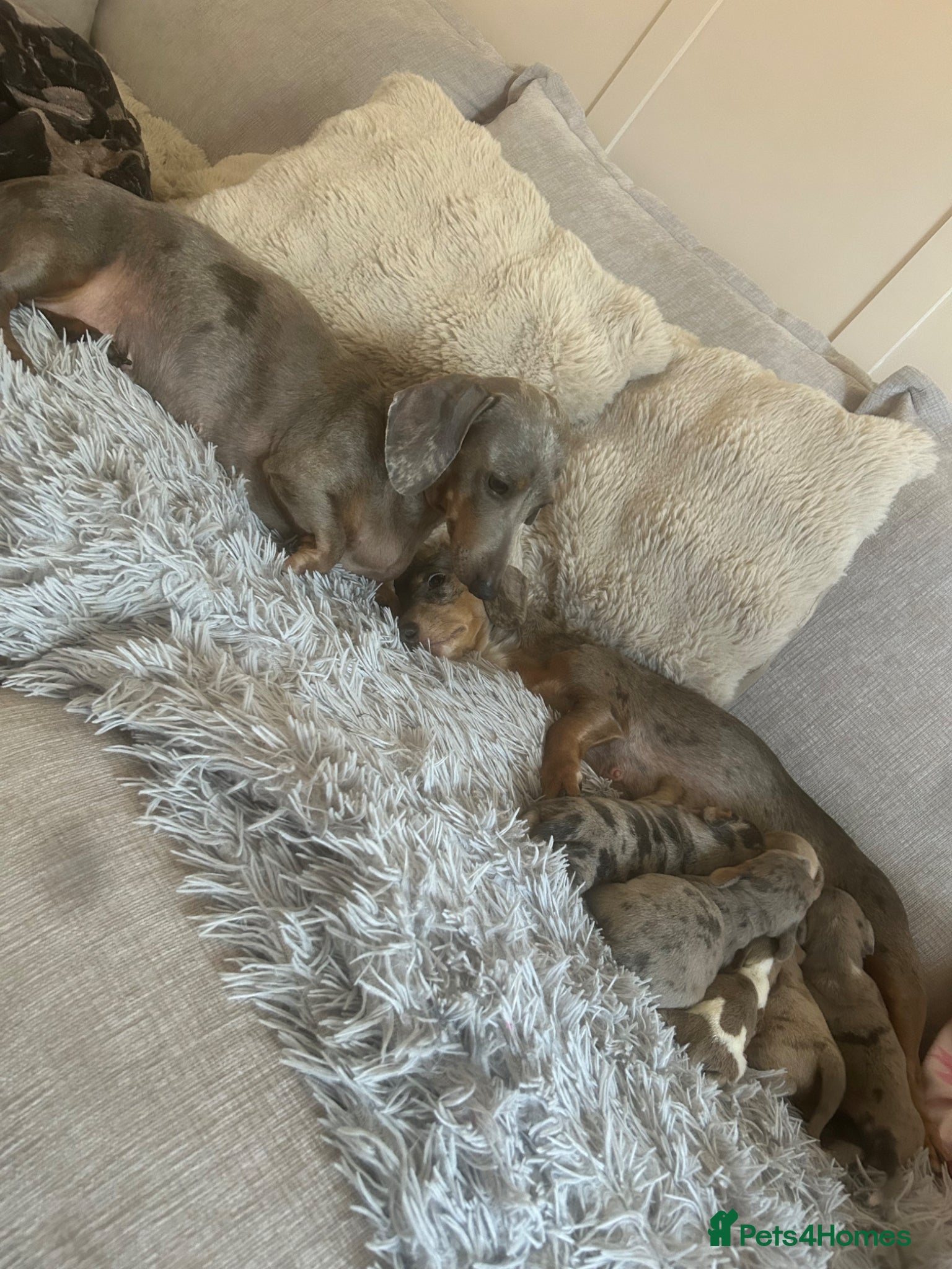 Miniature Dachshund dogs Stunning kc registered miniature dachshund puppies - Advert 14