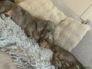 Miniature Dachshund dogs Stunning kc registered miniature dachshund puppies - Advert 14