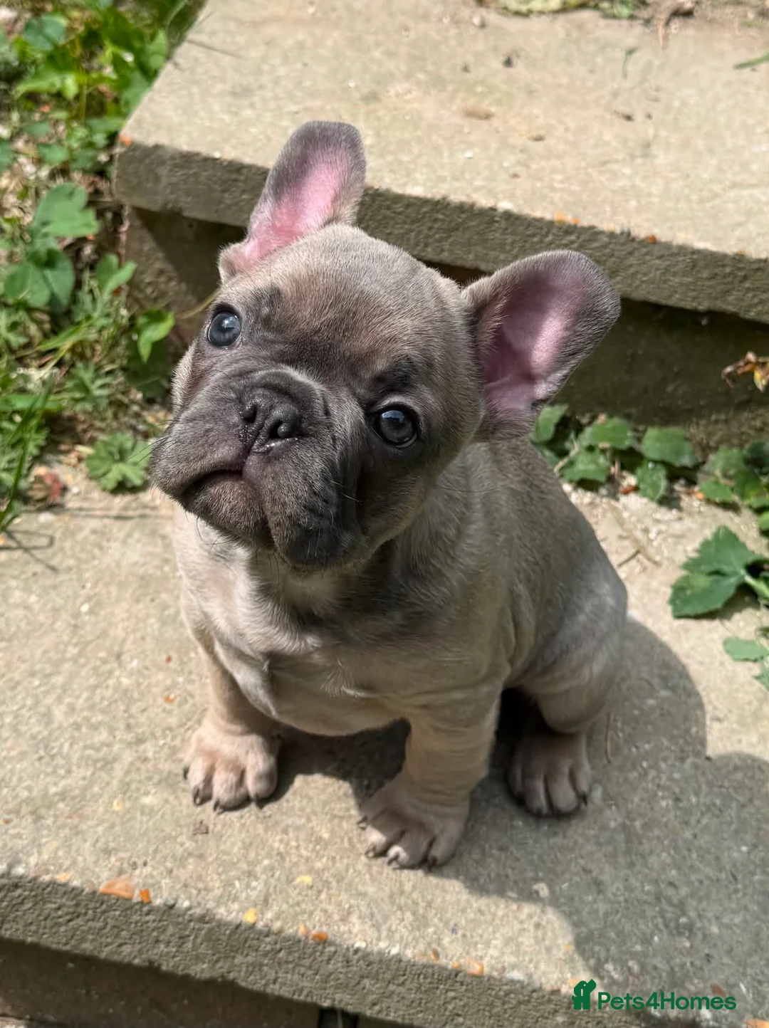 French Bulldog dogs for sale: Grey French Bulldog puppy  in Lewes - Advert 1