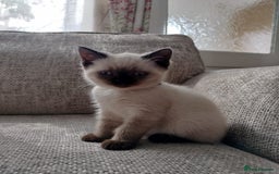 British Shorthair cats for sale: FEMALE BRITISH SHORTHAIR KITTEN - Image 4