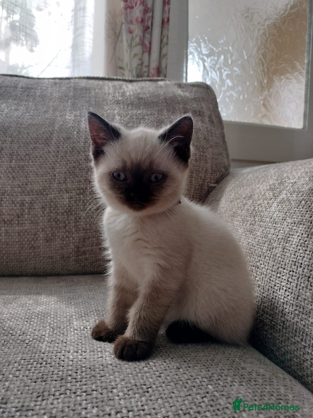 British Shorthair cats for sale: FEMALE BRITISH SHORTHAIR KITTEN - Image 4