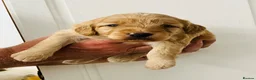 Sproodle dogs for sale: Beautiful Red & Apricot Sproodles - Advert 23