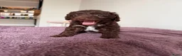 Mixed Breed dogs for sale: 2 Male F1b Beaglepoo - Advert 17