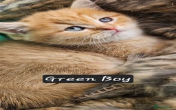 British Shorthair cats for sale: BSH GOLDEN KITTENS - Advert 26