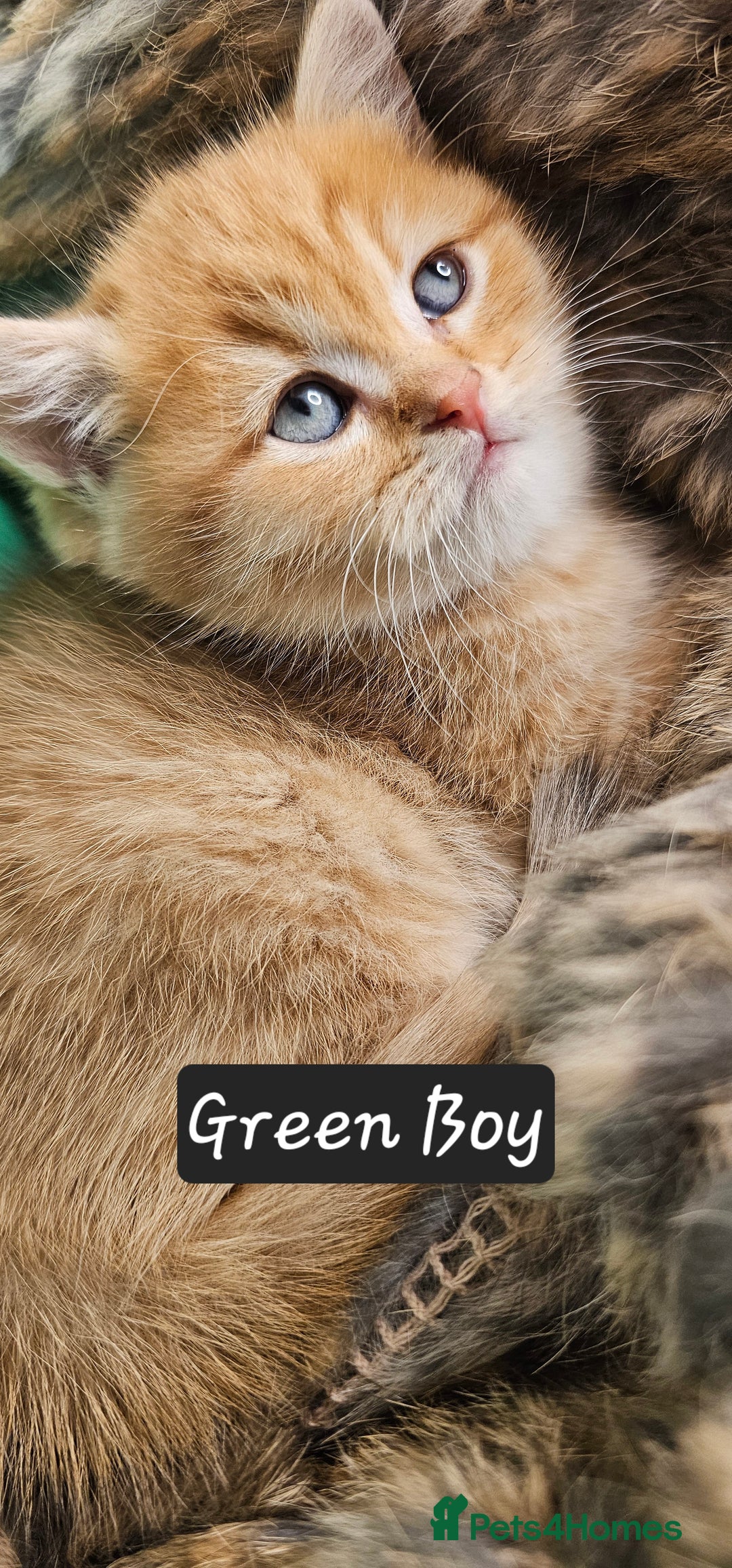 British Shorthair cats for sale: BSH GOLDEN KITTENS - Advert 26