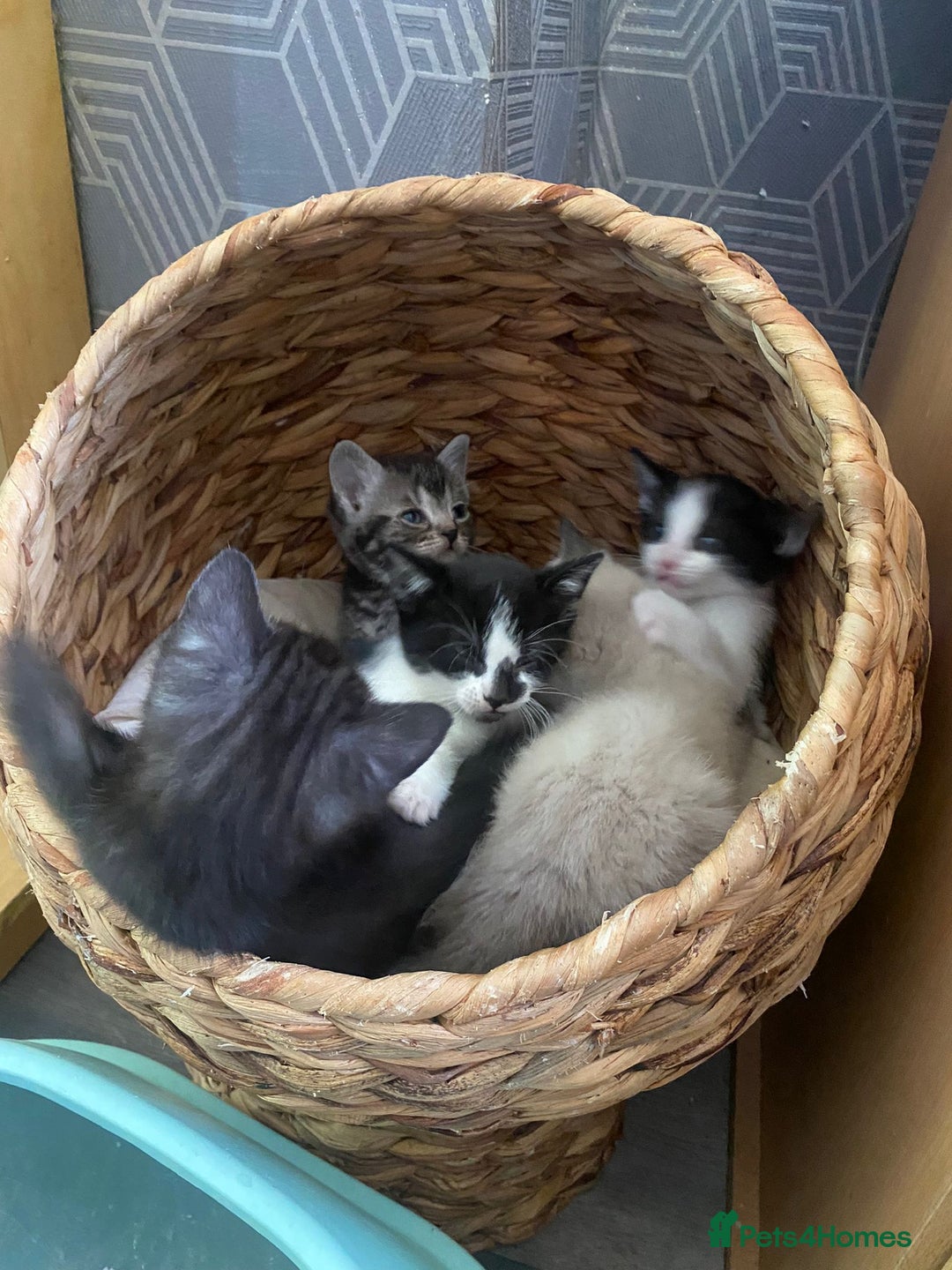 Ragamese cats for sale: 7 beautiful kitten  - Image 18