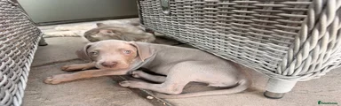 Weimaraner 3