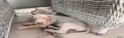 Weimaraner dogs for sale: Beautiful KC reg Weimaraner’s forever homes req - Advert 36