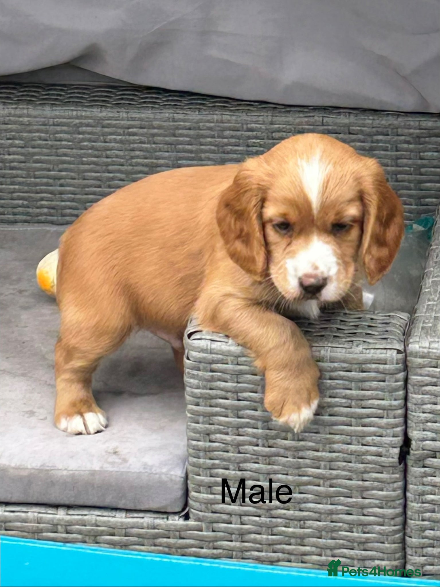 Cocker Spaniel dogs KC registered golden cocker spaniels  - Advert 1