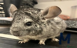 Chinchilla rodents for sale: Chinchilla kits (Dorset) - Image 2