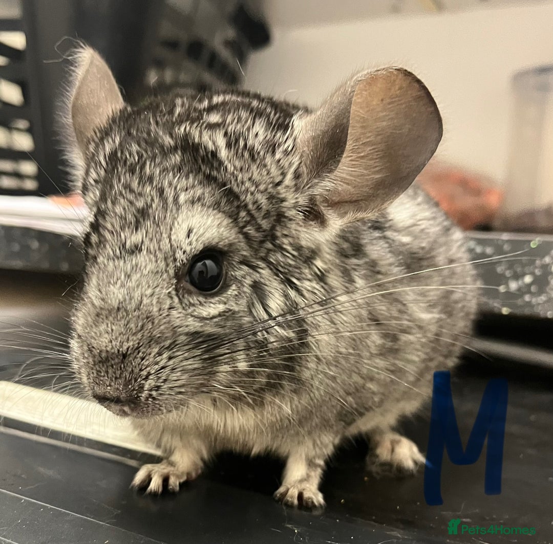 Chinchilla rodents for sale: Chinchilla kits (Dorset) - Image 2