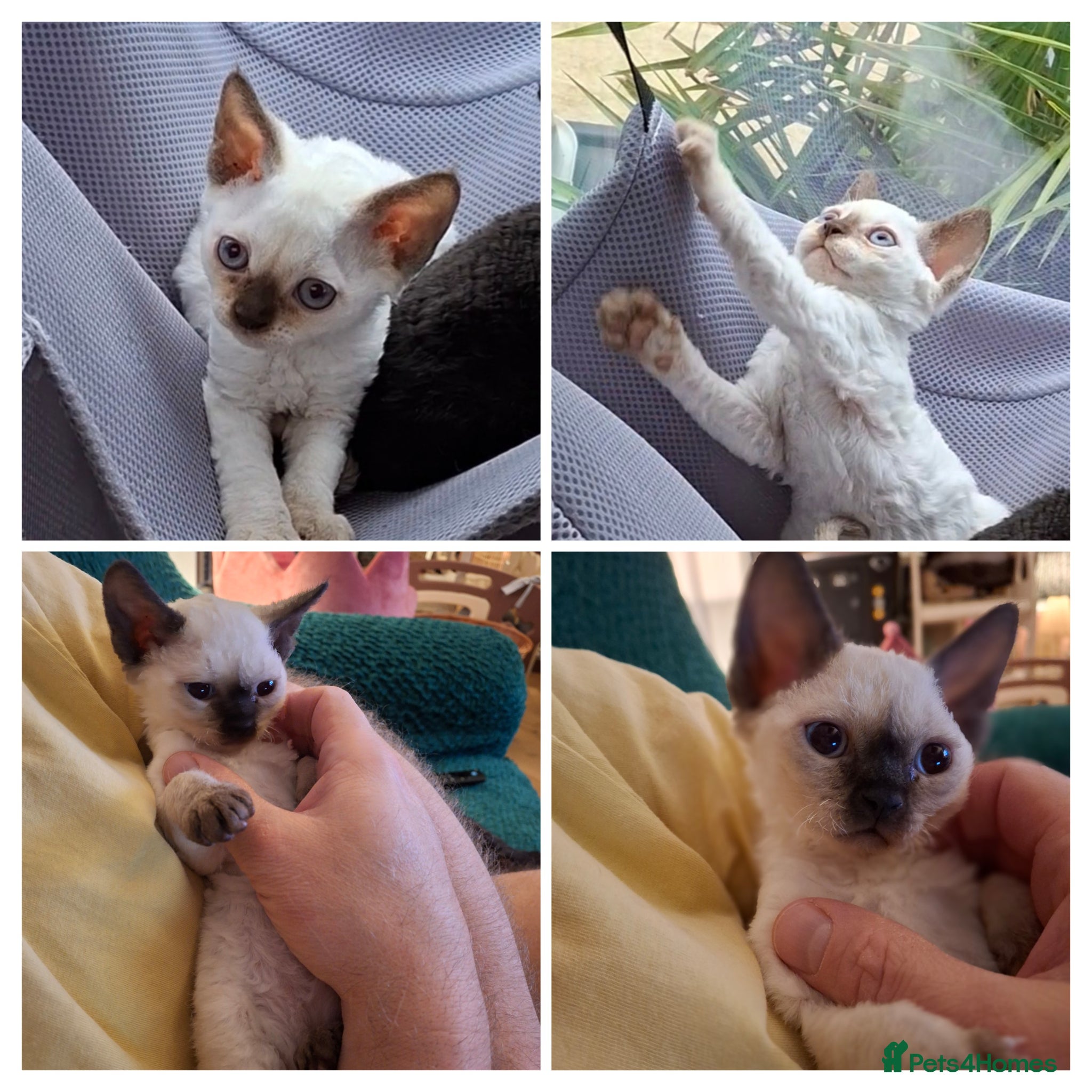Devon Rex cats Devon Rex-Legal registered in FIFE🌸 - Advert 8
