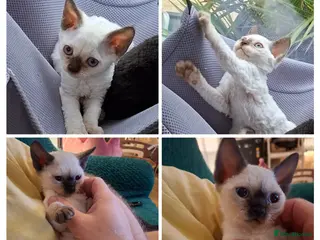 Devon Rex cats Devon Rex-Legal registered in FIFE🌸 - Advert 8
