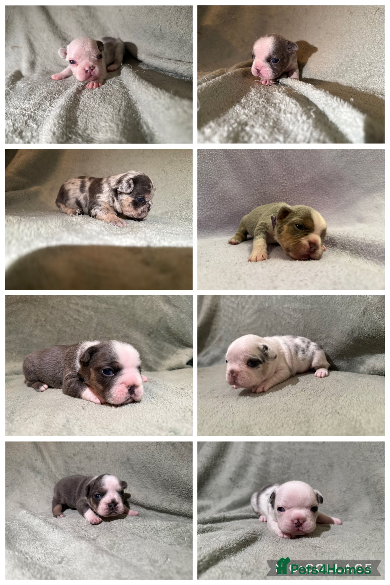 French Bulldog dogs 5 LEFT Beautiful KC reg French Bulldog puppies - Advert 1