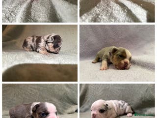 French Bulldog dogs 5 LEFT Beautiful KC reg French Bulldog puppies - Advert 1