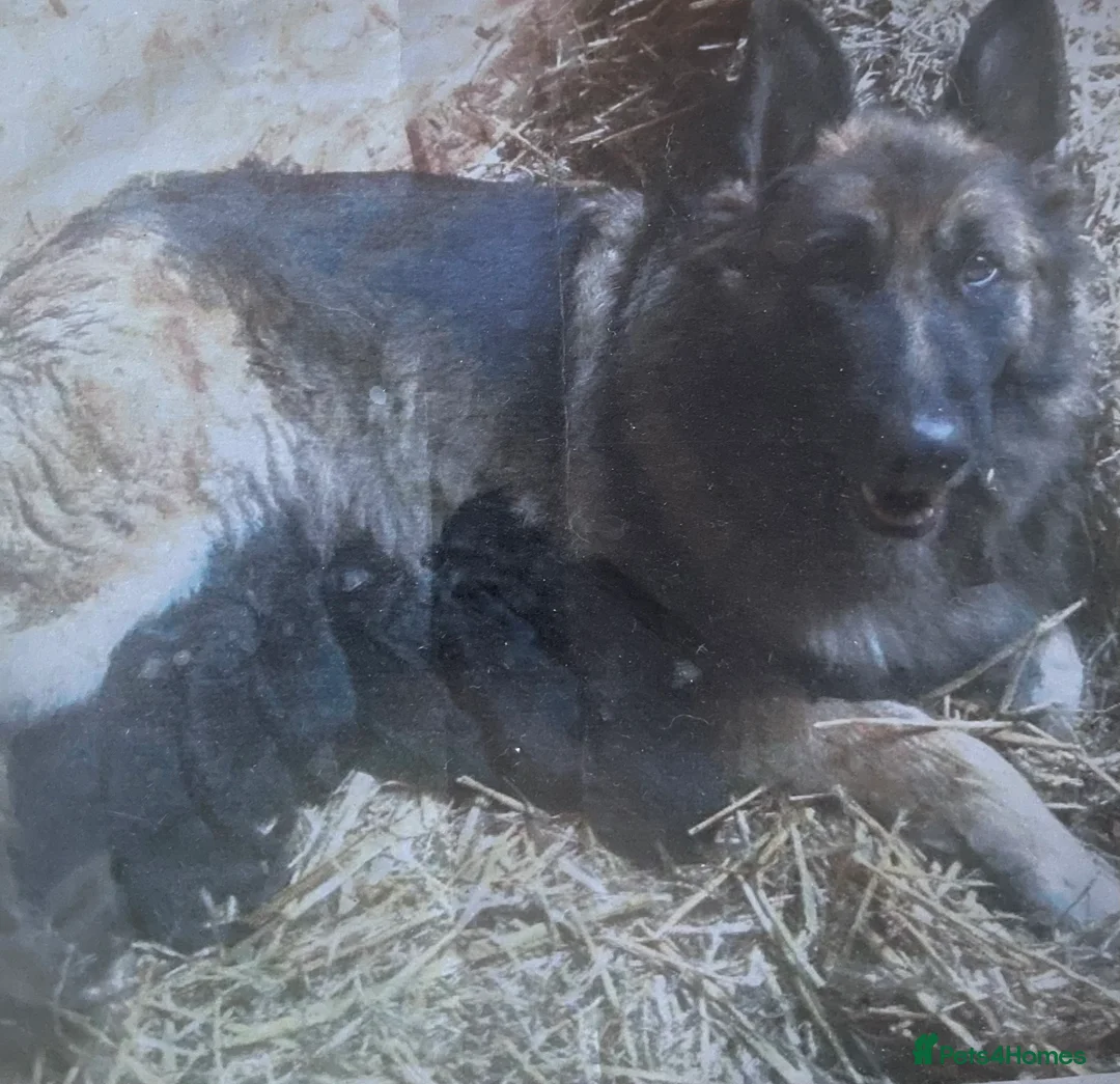 German Shepherd dogs for sale: German shepherd female x 2 - breeding g contract  - Advert 2