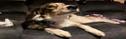Mixed Breed dogs for adoption: Kori - Badersfield Norfolk  - Advert 20