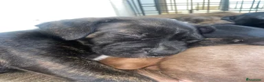 Mixed Breed Puppy- male